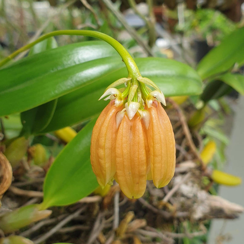 Bulbophyllum salmoneum 1 Plant Mini Bulbophyllum (Rare Collector's Item)