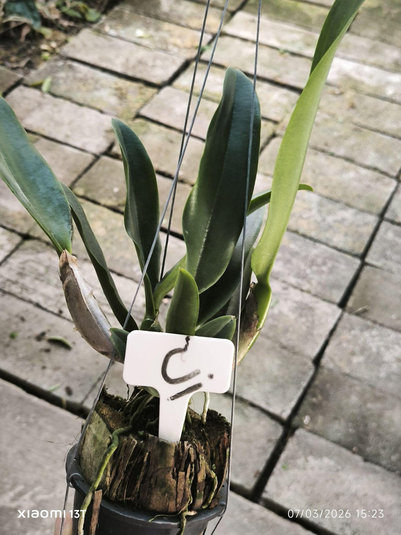 Cattleya Alliance Cattleya Mishima Elf coerulea 1 Plant bloom size