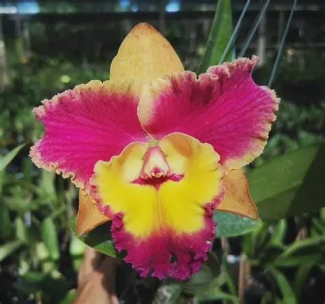 Cattleya Rungnapa Fancy warm welcome 1 Plant Orchid (Rare Collector's Item)