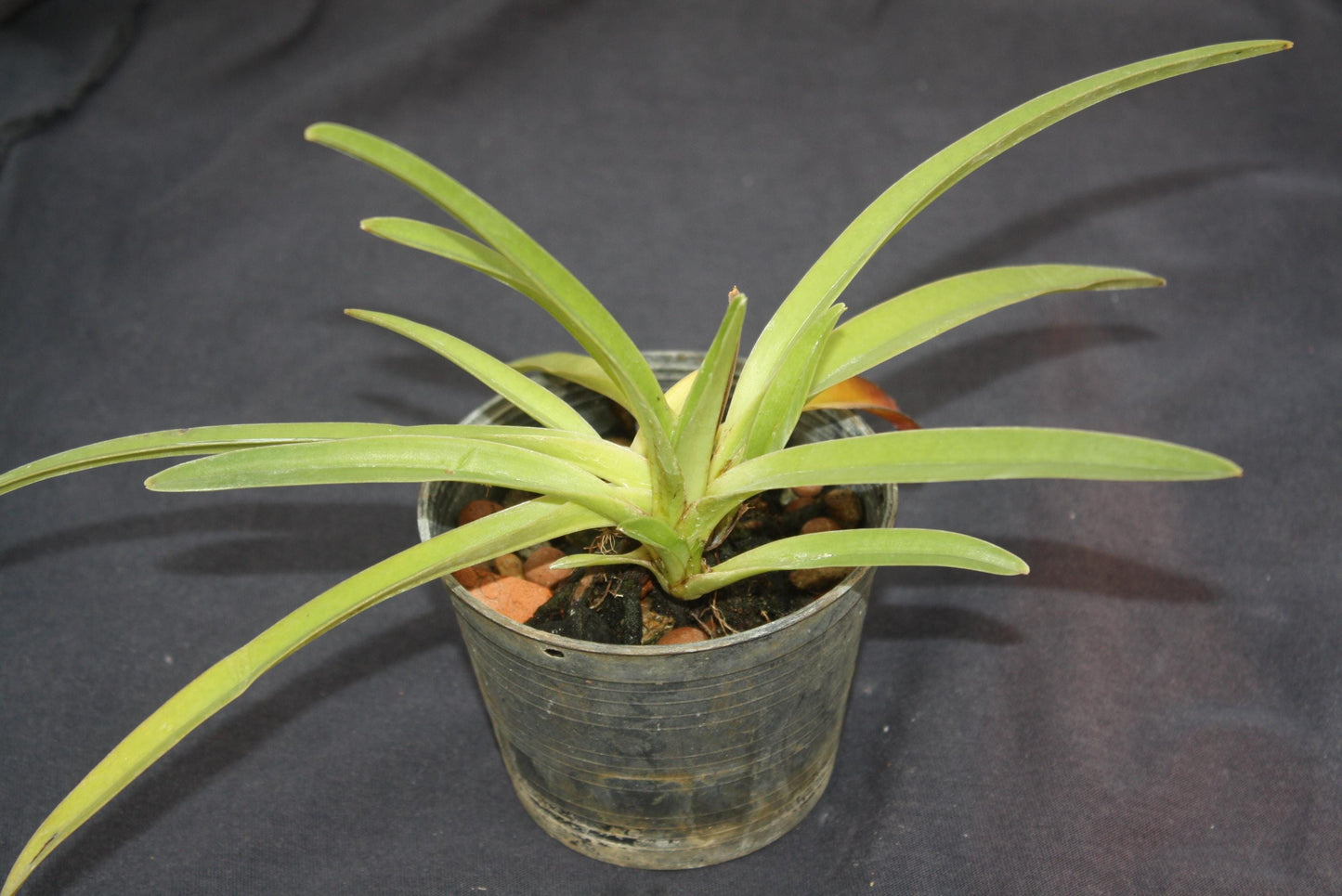 Paphiopedilum exul