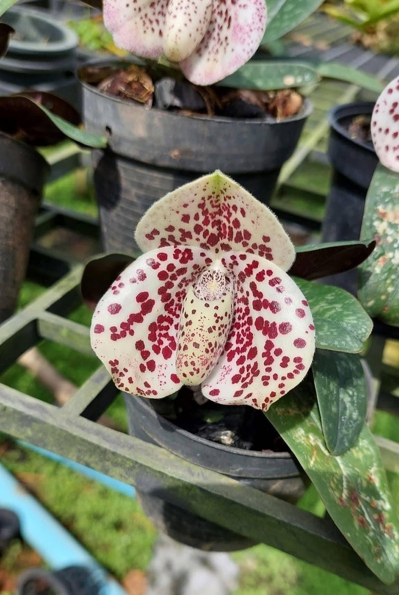 Paphiopedilum bellatulum Orchid Plant (Bloom Size) – Spotted Petals