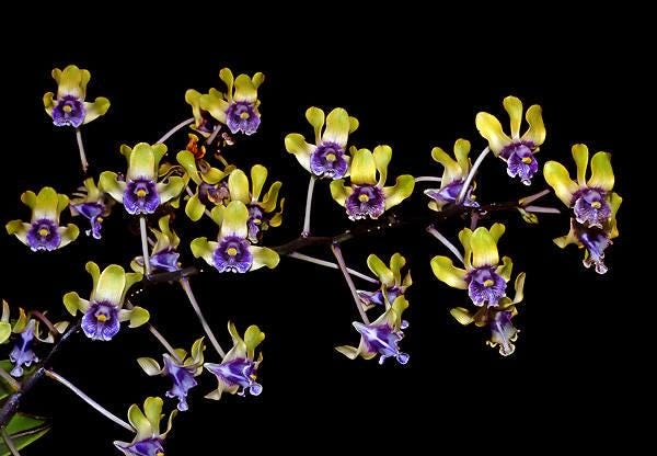 Dendrobium violaceoflavens 1 Plant Orchid Species (Bloom Size)