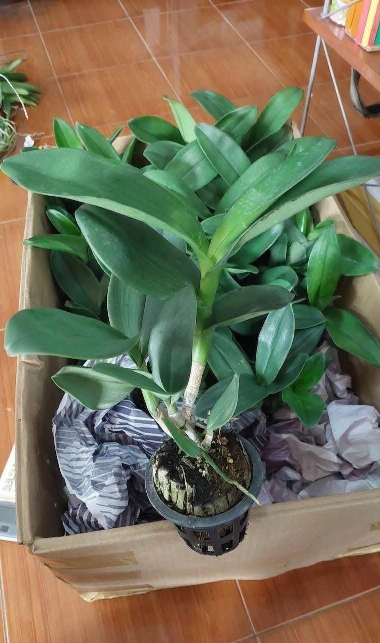 Dendrobium violaceoflavens 1 Plant Orchid Species (Bloom Size)