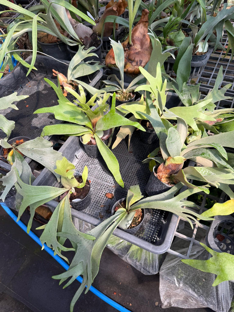Platycerium willinckii Moonlight Sporing 1 Plant