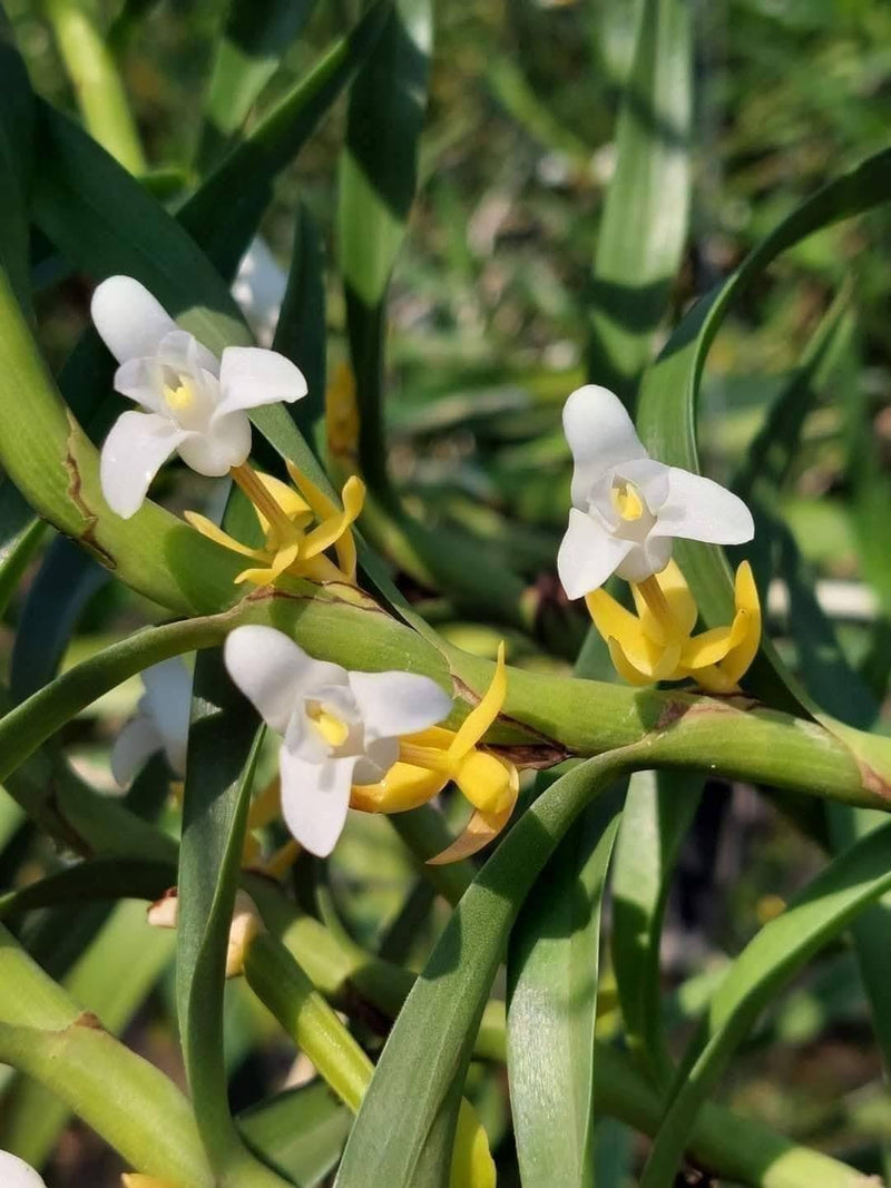 Eria albolutea Orchid Plant: Bloom Size Species Live Pot Plant