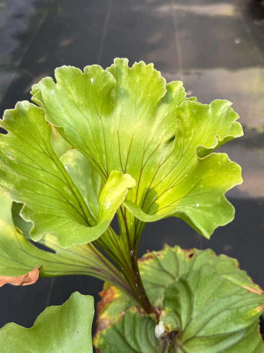 Platycerium ridleyi "Monkey King"