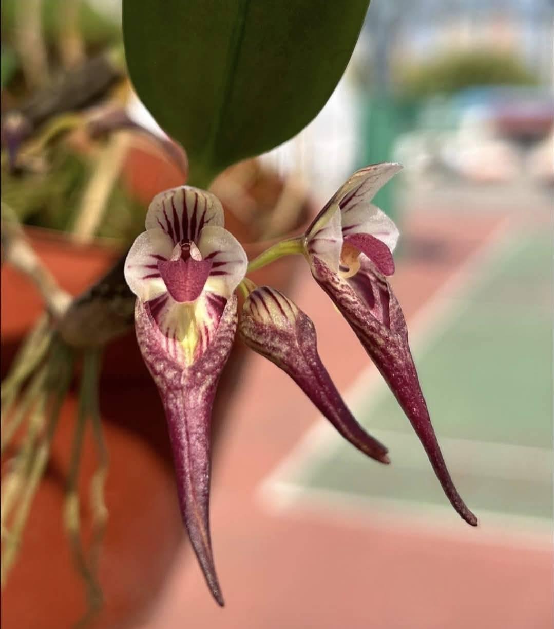 Bulbophyllum emarginatum
