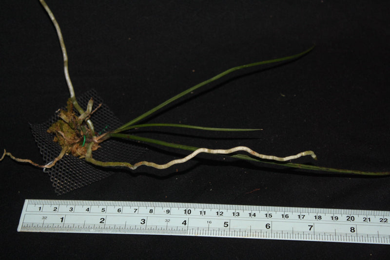 Seidenfadenia mitrata Orchid Plant, Bloom Size, Bare Root