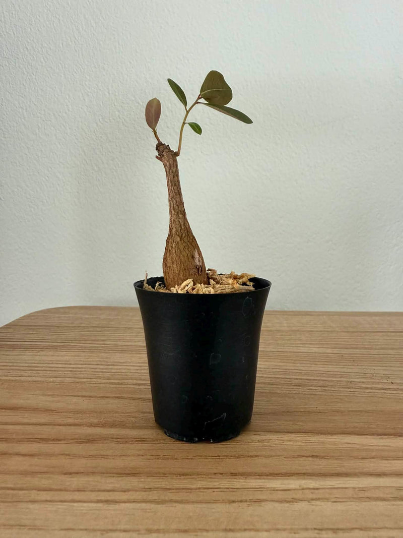 Phyllanthus Mirabilis Caudex Plant – Butterfly Buddha Belly Tuber (1.5" Pot)