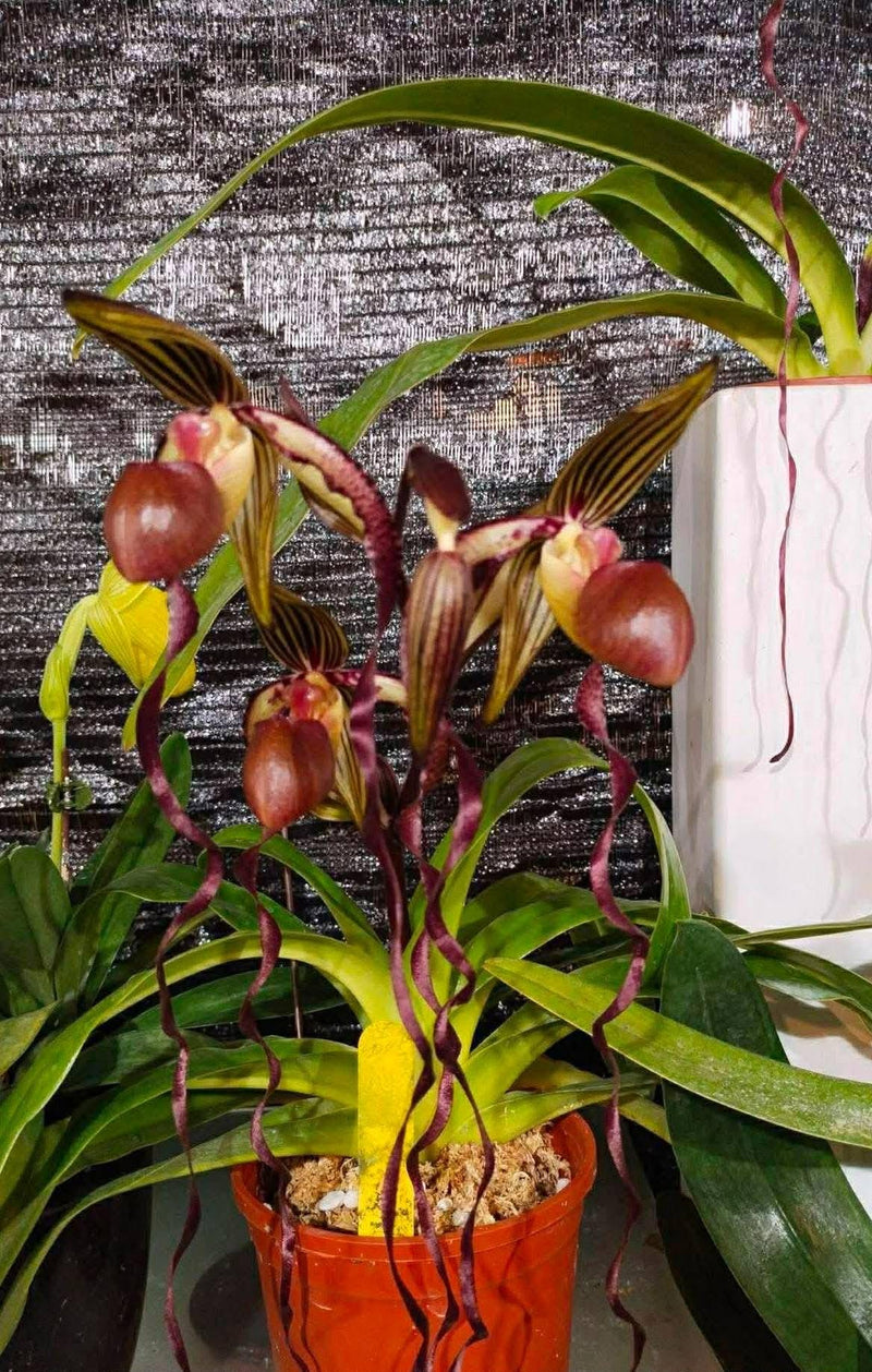 Paphiopedilum sanderianum (Borneo) Orchid Plant – Starter Size Rare Lady Slipper Orchid