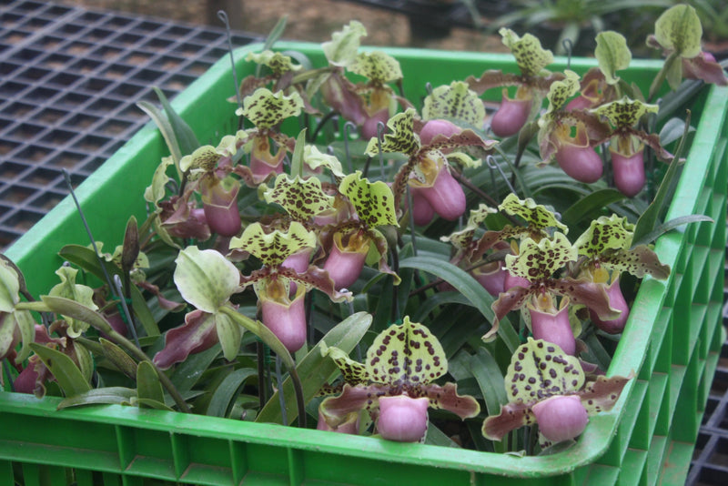 Paphiopedilum henryanum Orchid Plant – Bloom Size Lady Slipper Orchid