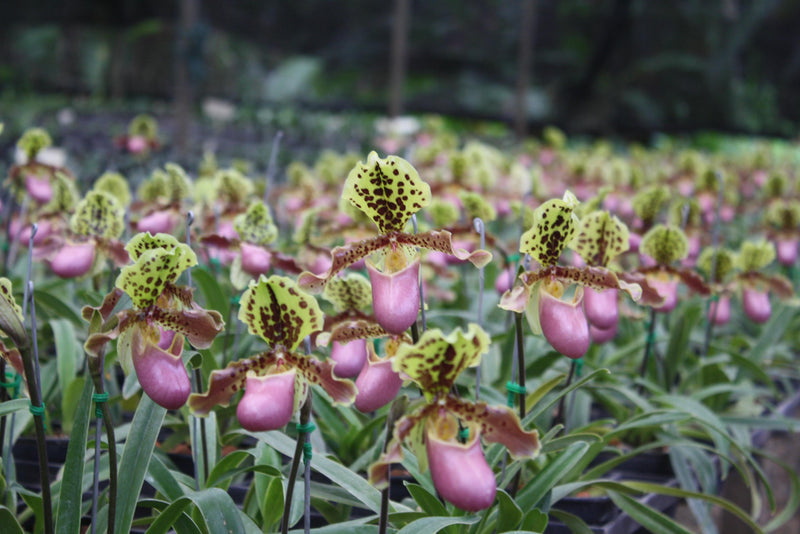 x 2 Paphiopedilum henryanum Orchid Plant – Bloom Size Lady Slipper Orchid