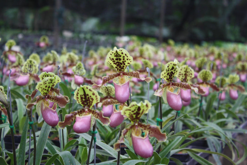 Paphiopedilum henryanum Orchid Plant – Bloom Size Lady Slipper Orchid
