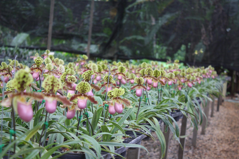Paphiopedilum henryanum Orchid Plant – Bloom Size Lady Slipper Orchid