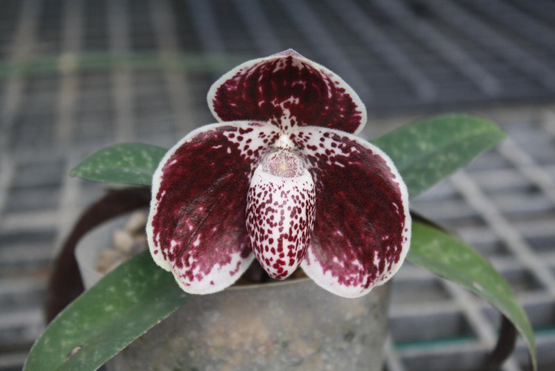 Paphiopedilum leucochilum x sib Orchid Plant – Medium Rare Lady Slipper Orchid