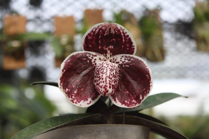 Paphiopedilum leucochilum x sib Orchid Plant – Medium Rare Lady Slipper Orchid