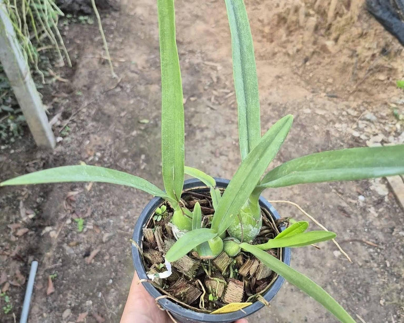 Encyclia cordigera 'Hinomaru' BM/JOGA : Mounted Epiphytic Species (Bloom Size)