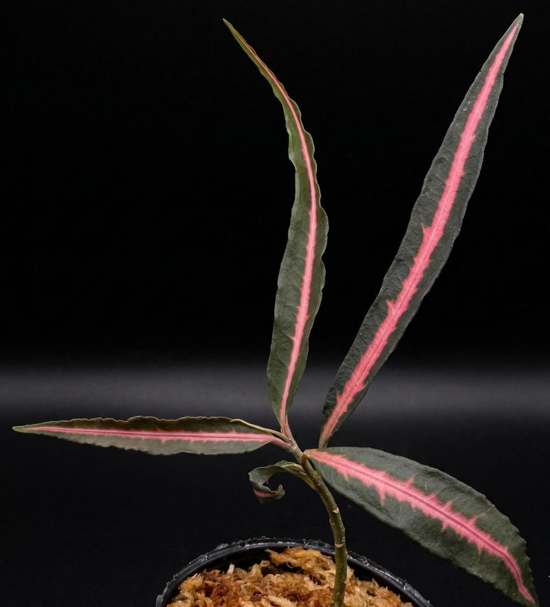 Rare Labisia sp. (Pink Midway, Vietnam) House Plant in 2" Pot