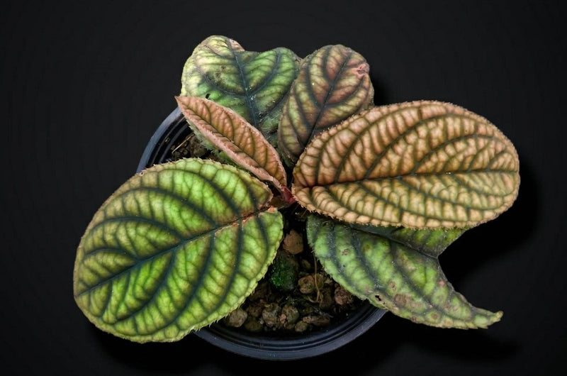Labisia sp. Vietnam Plant – Mottled Bronze Green Leaves, Pink Iridescence