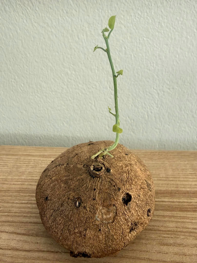 Stephania erecta Minimal Caudex plant, Gesnerie, plants, houseplants, rare plants