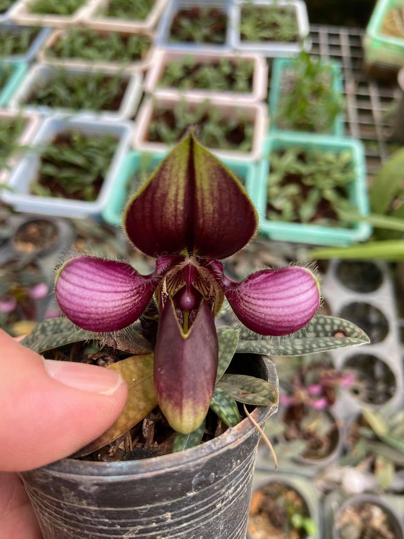 Paphiopedilum rungsuriyanum 1 Plant Lady slipper orchid