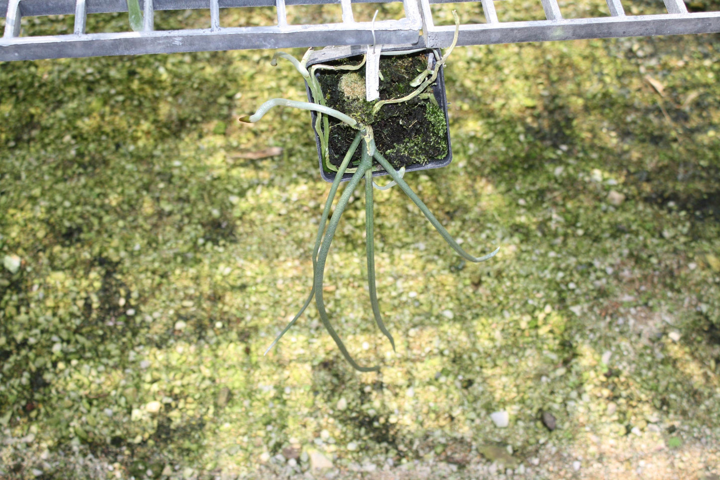 Paraphalaenopsis laycockii
