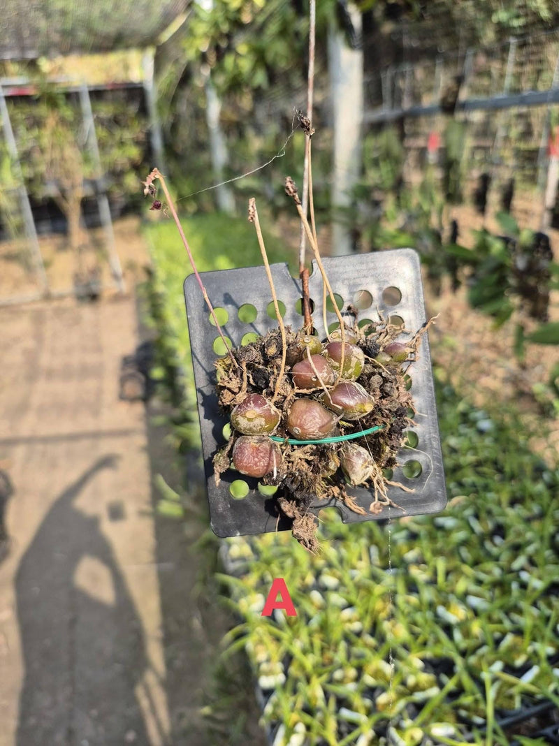 Bulbophyllum tripaleum 1 Plant Orchid Plant – rare miniature orchids