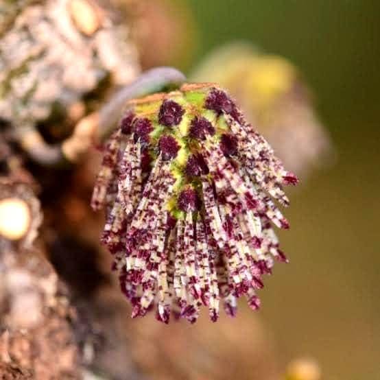 Bulbophyllum tripaleum 1 Plant Orchid Plant – rare miniature orchids