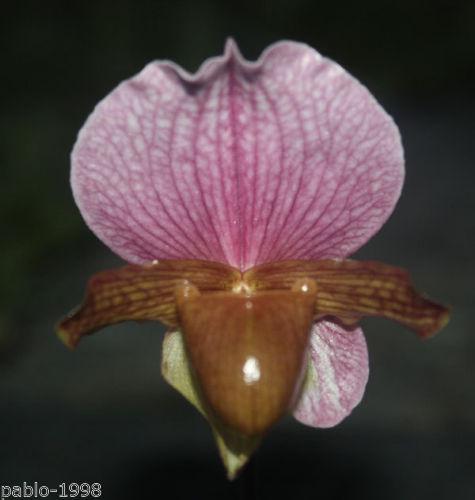 Paphiopedilum charlesworthii 1 Plant Lady slipper orchid rare orchid collection