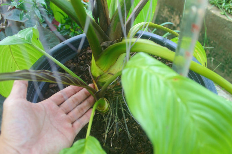 Tacca Chantrieri Black Bat Orchid Plant, Rare Flower Root Cutting (2 Plants)