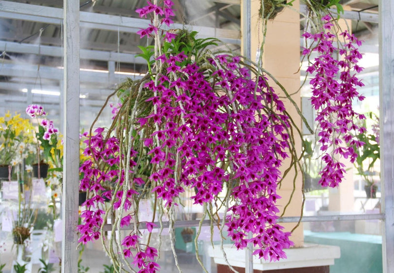 Dendrobium anosmum Orchid Plant – Rare Starter Size Orchid fragrant Flower