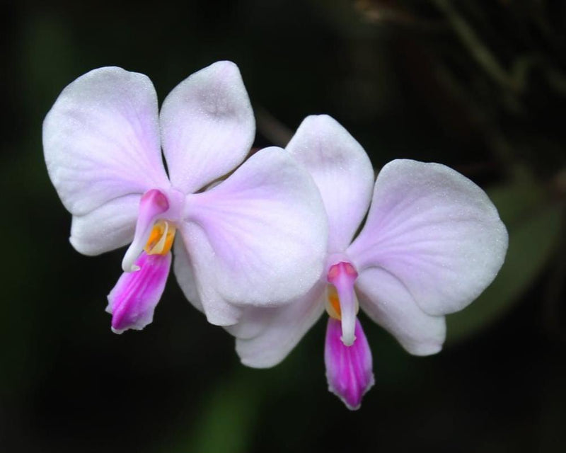 Phalaenopsis lowii 1 Plant Orchid Plant – rare orchids