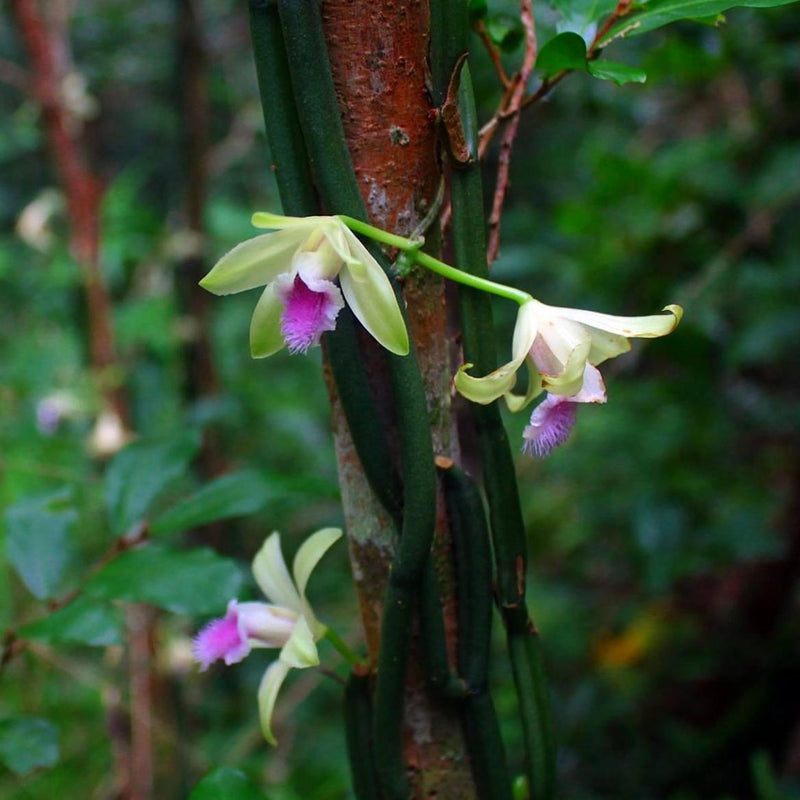 Vanilla aphylla (leafless orchid) Orchid Plant