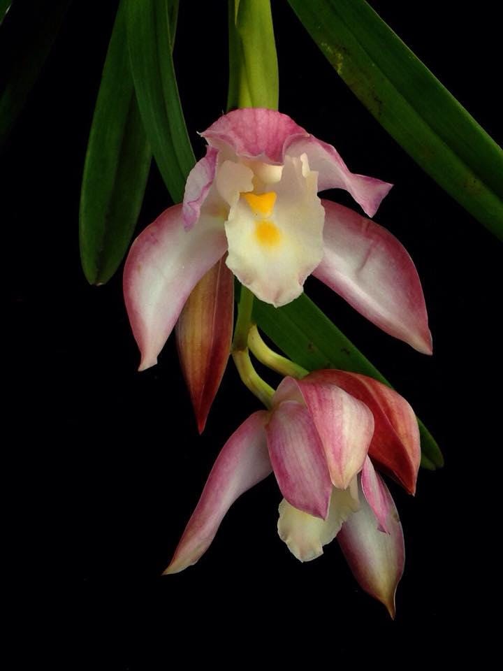 cymbidium wadae - Rare Bloom Size Cymbidium Orchids