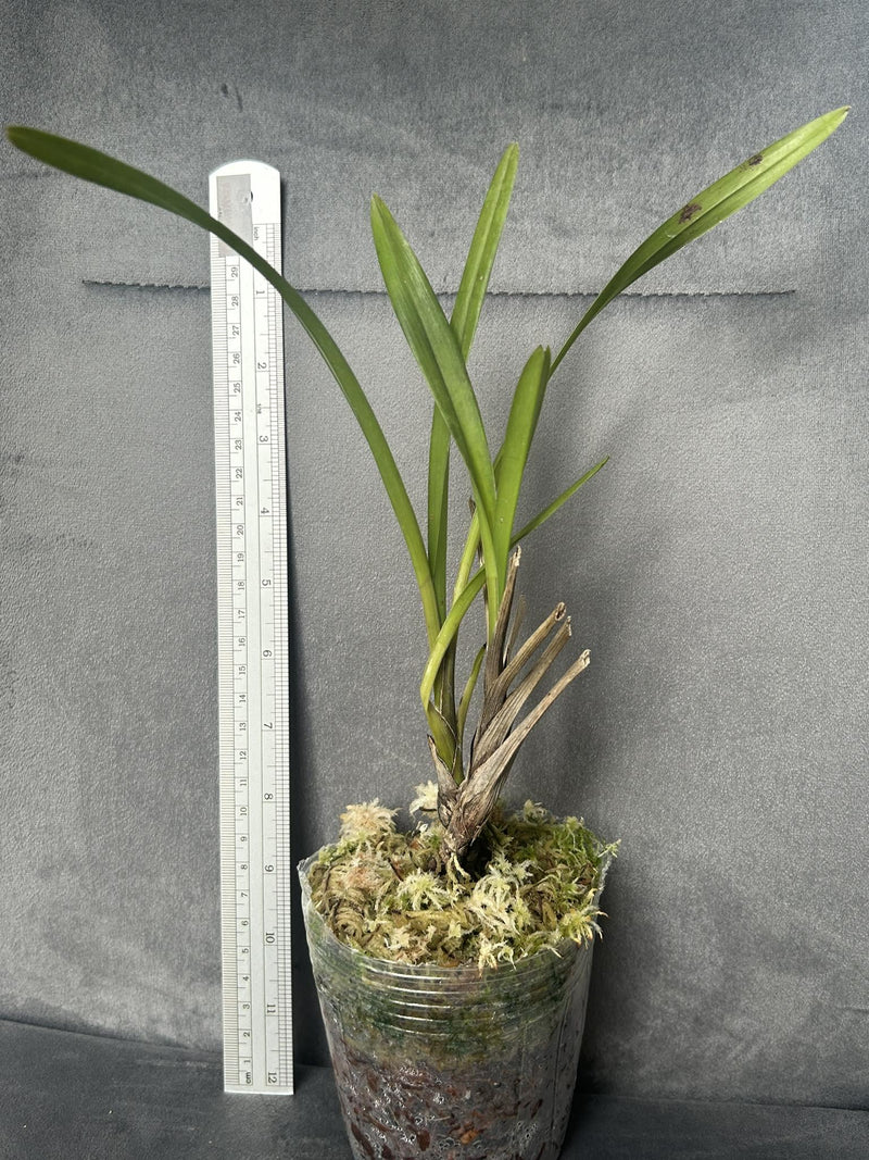 cymbidium wadae - Rare Bloom Size Cymbidium Orchids