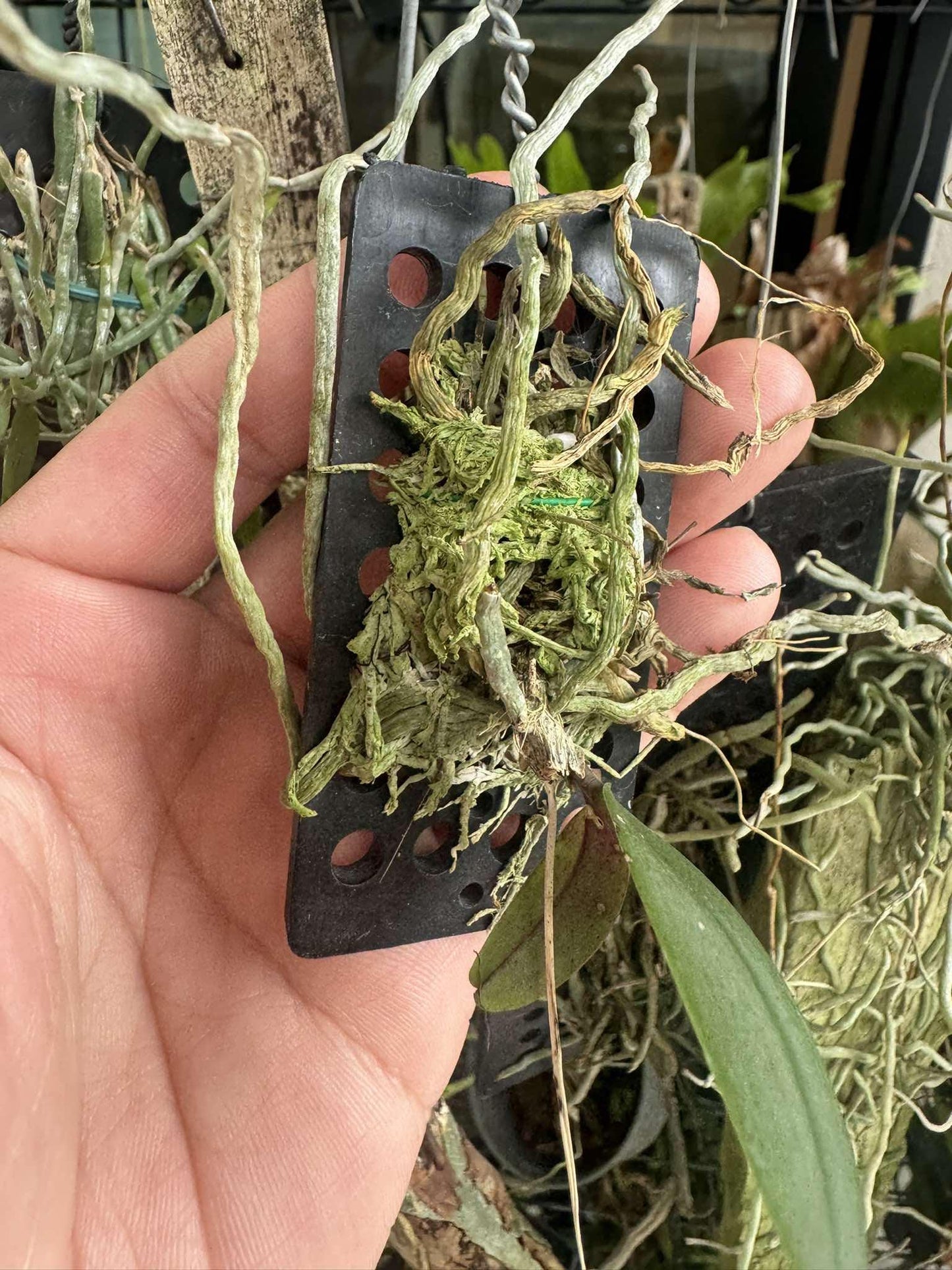 Phalaenopsis lowii