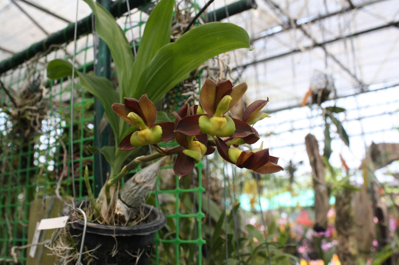 Catasetum tenebrosum - Dark-Brown Catasetum Exotic Orchid plant