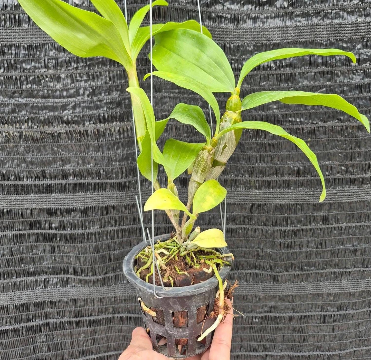 Dendrobium farmeri alba