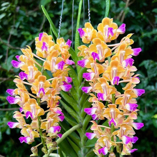Aerides houlletiana