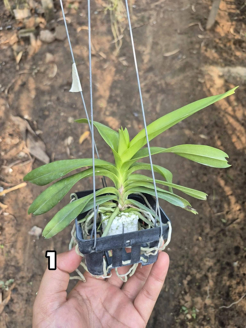 Vanda Coerulea (Pink Santi) Orchid Plant – Medium Size Blooms