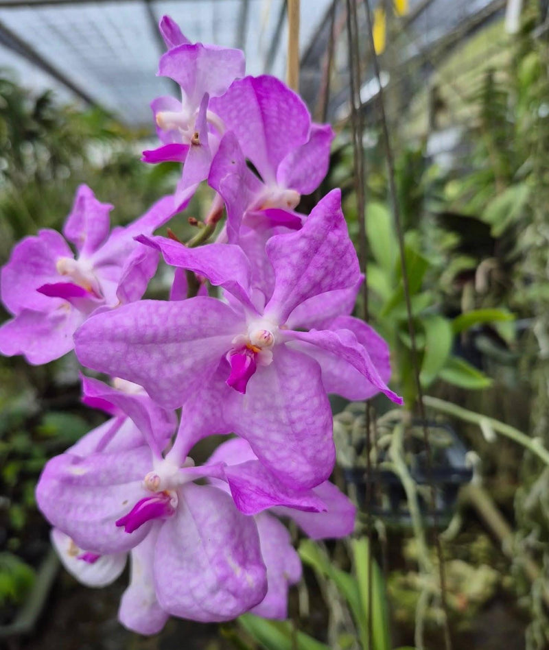 Vanda Coerulea (Pink Santi) Orchid Plant – Medium Size Blooms