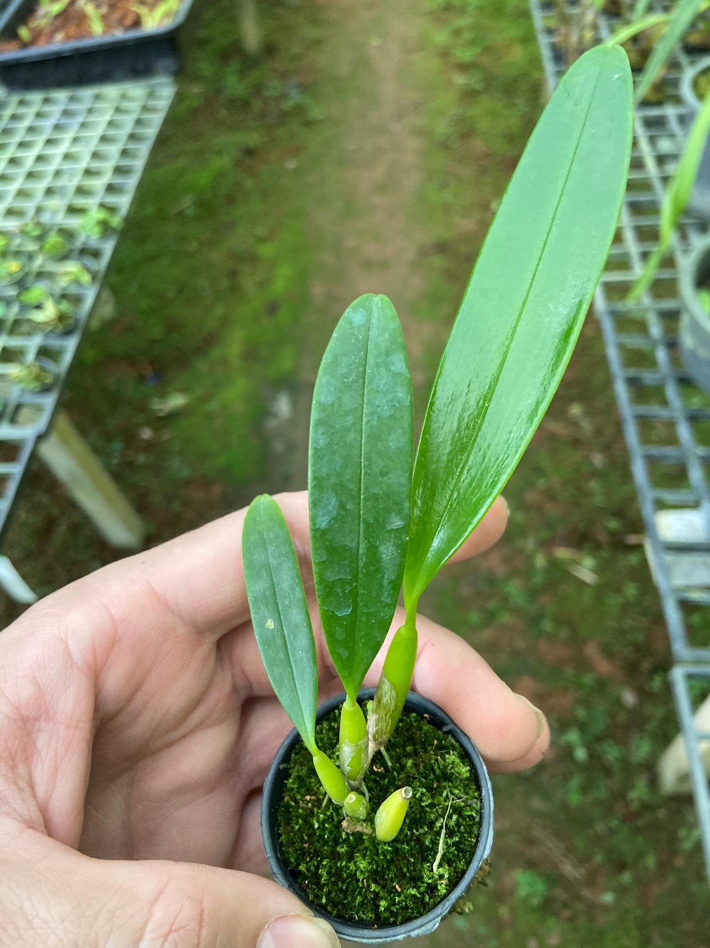 Bulbophyllum maxillare