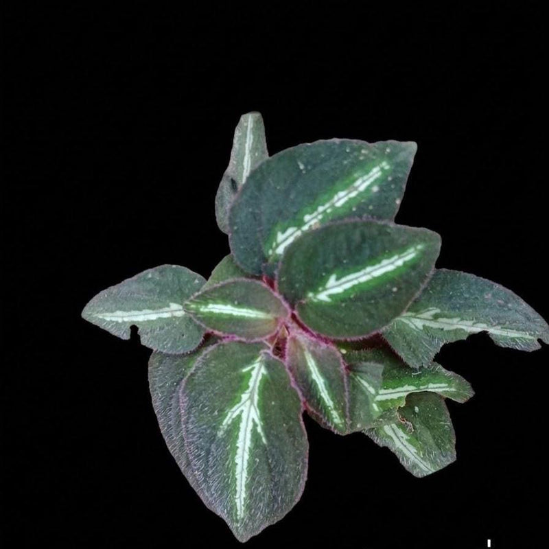 Sonerila sp. fluo House Plant, Terrarium Mini Plant Collection (5 Plants)
