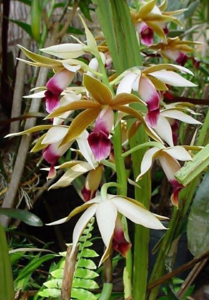 Phaius tankervilleae 2 Bulb, plant Orchid Collection,Spring garden decore