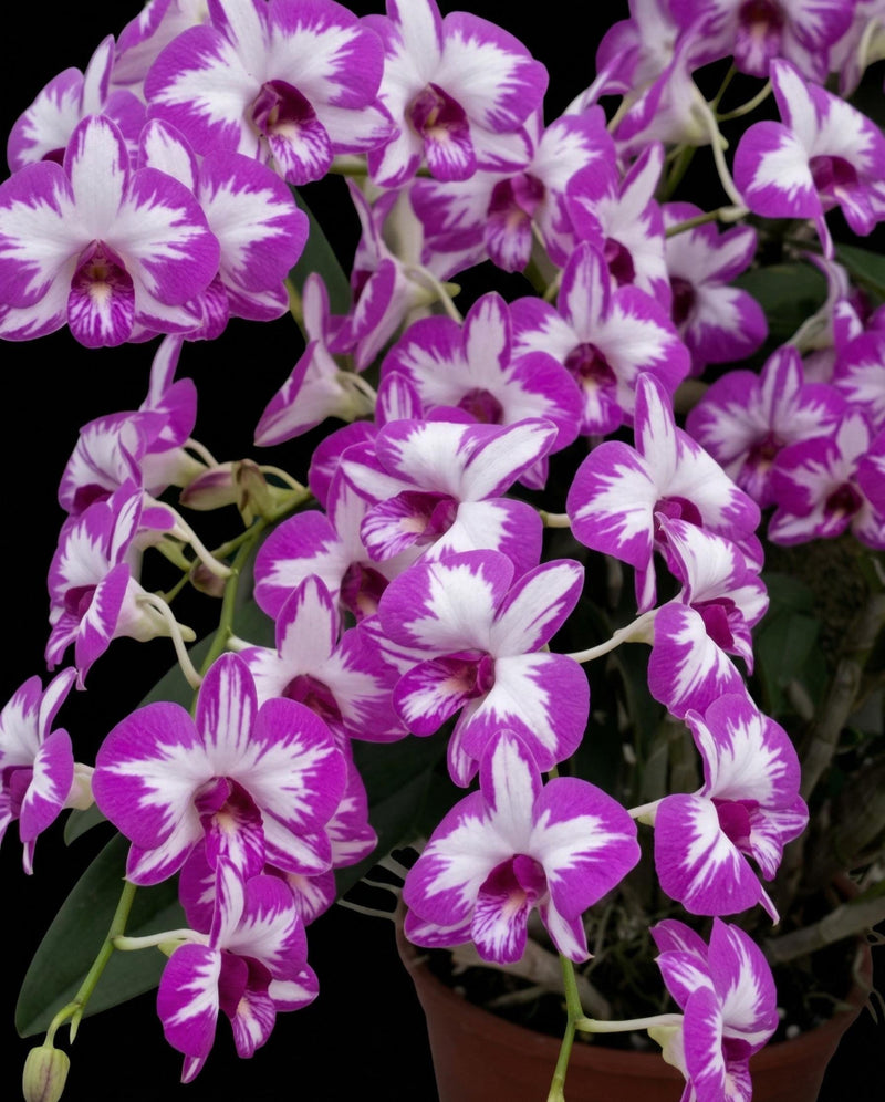 Dendrobium Enobi 'Mickey Mouse' Compact Miniature 1 Plant Orchid (Bloom Size)Purple/Pink Splash