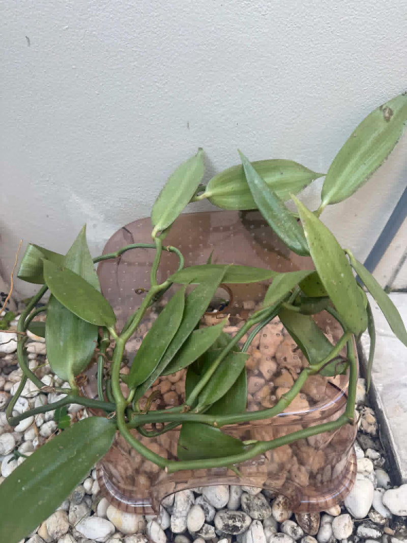Vanilla pilifera Plant, Rare Orchid Species, Bloom Size Orchid