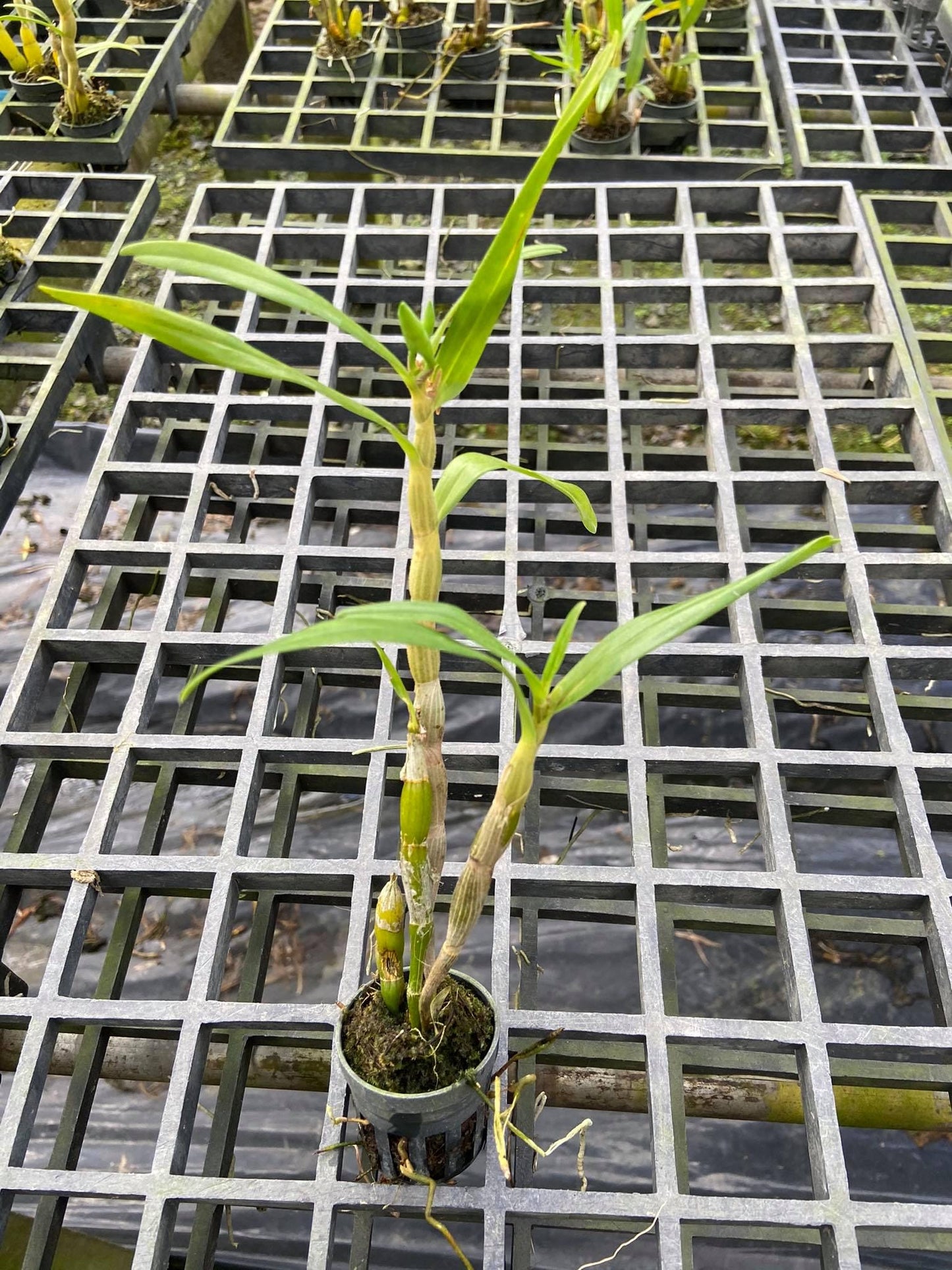 Dendrobium schrautii