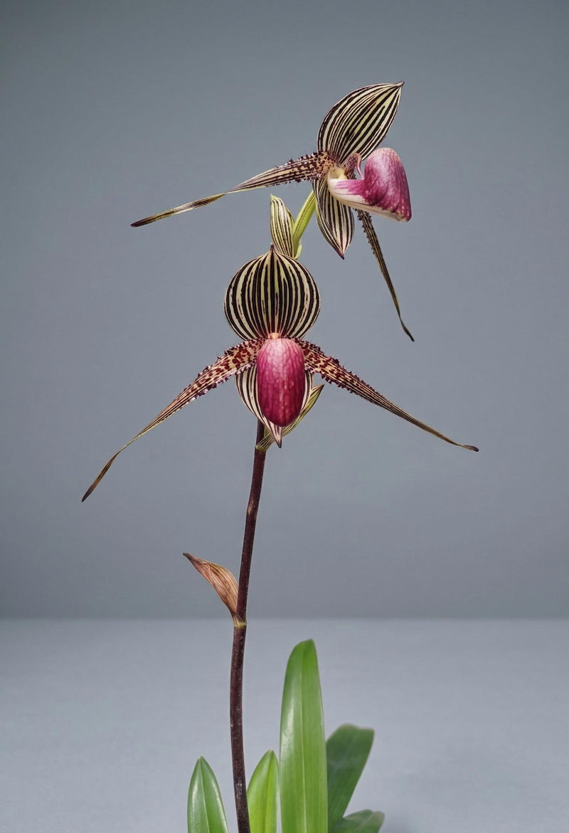 Paphiopedilum rothschildianum Orchid Plant – Medium Rare Lady Slipper Orchid