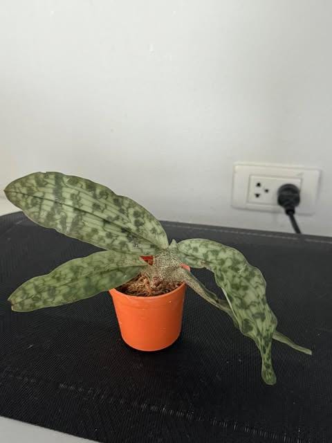 Paphiopedilum malipoense Orchid Plant – Rare Vietnam Lady Slipper Bloom Size