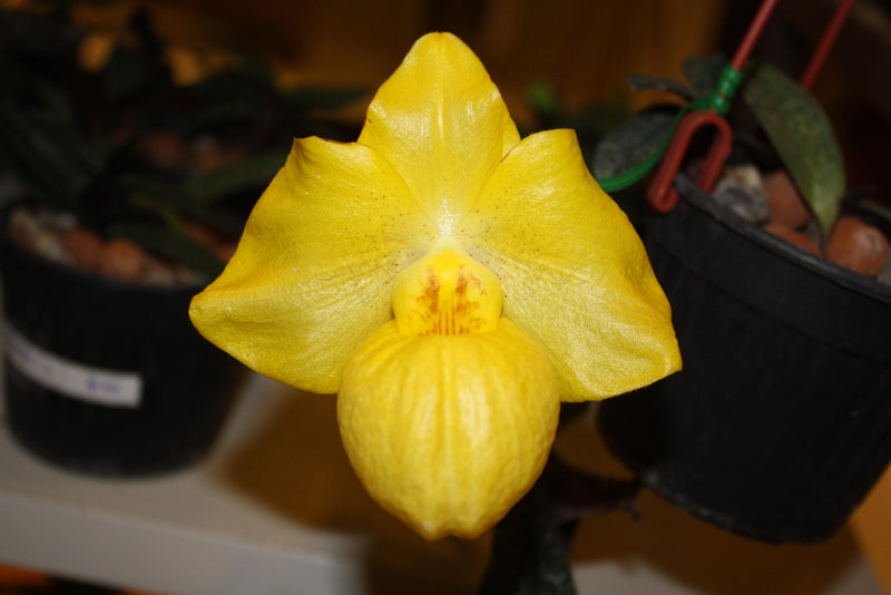 Paphiopedilum armeniacum (Vietnam) Orchid Plant – Bloom Size Rare Lady Slipper Orchid